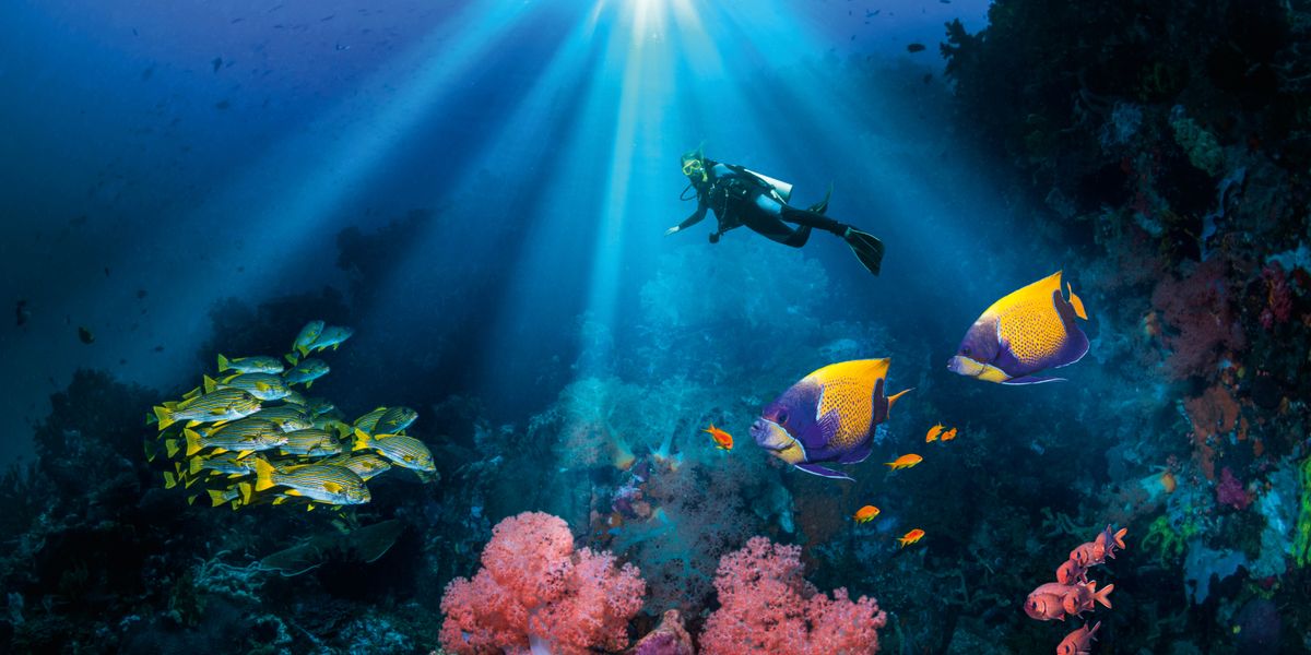 A scuba diver swimming in the ocean surrounded by colorful fish, coral, and marine plants.