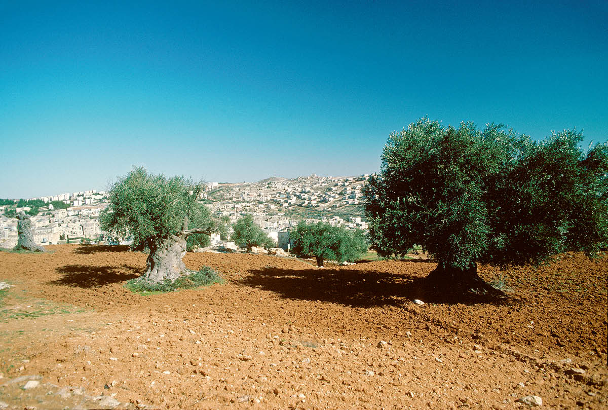 [Picture on page 331]