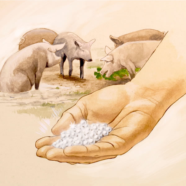 A handful of pearls; pigs are in the background