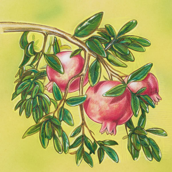 A tree branch with fruit on it