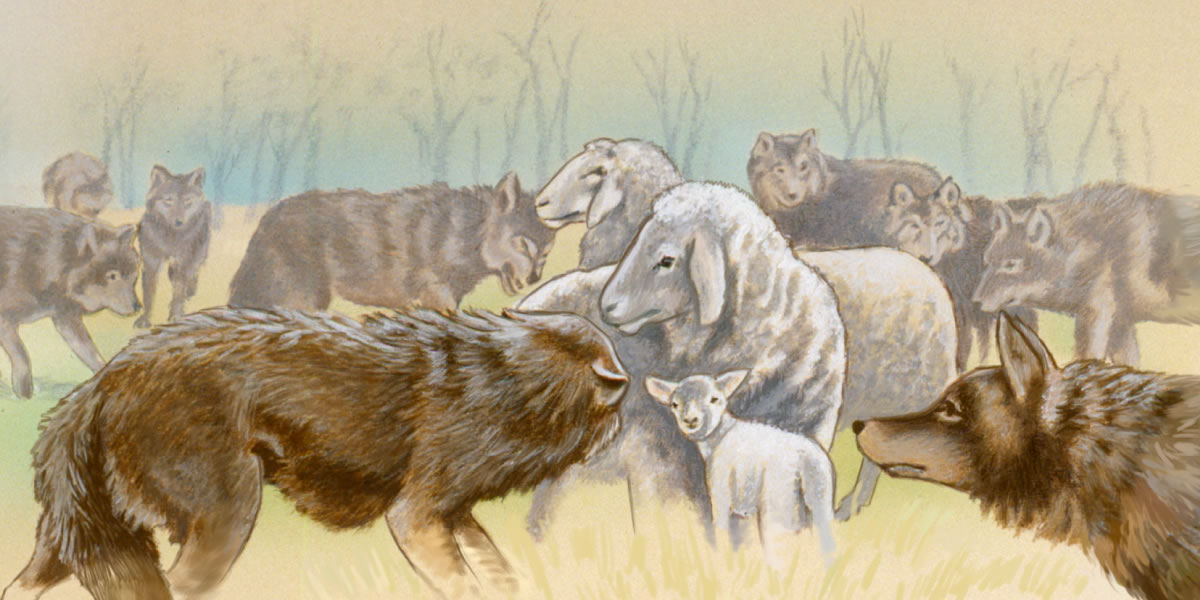 Sheep among wolves
