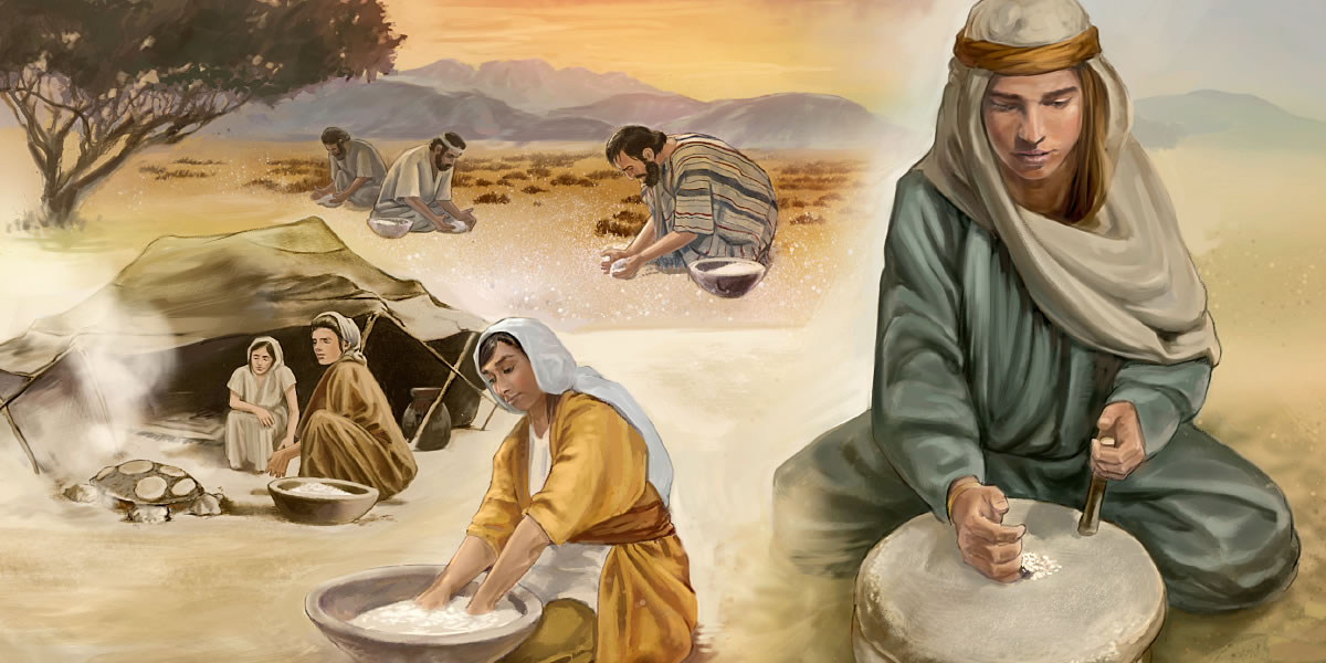 Men gather manna; women grind it, make it into round loaves, and cook it