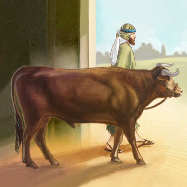 An Israelite man leads his bull out of the stall