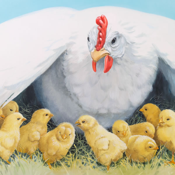 A mother hen gathers her chicks under her wings