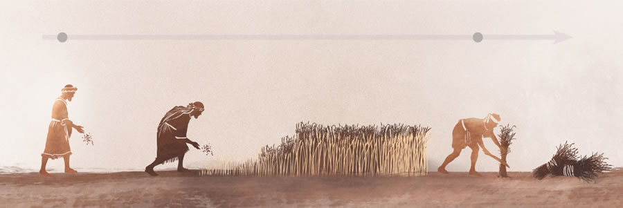 Jesus’ parable of the wheat and the weeds