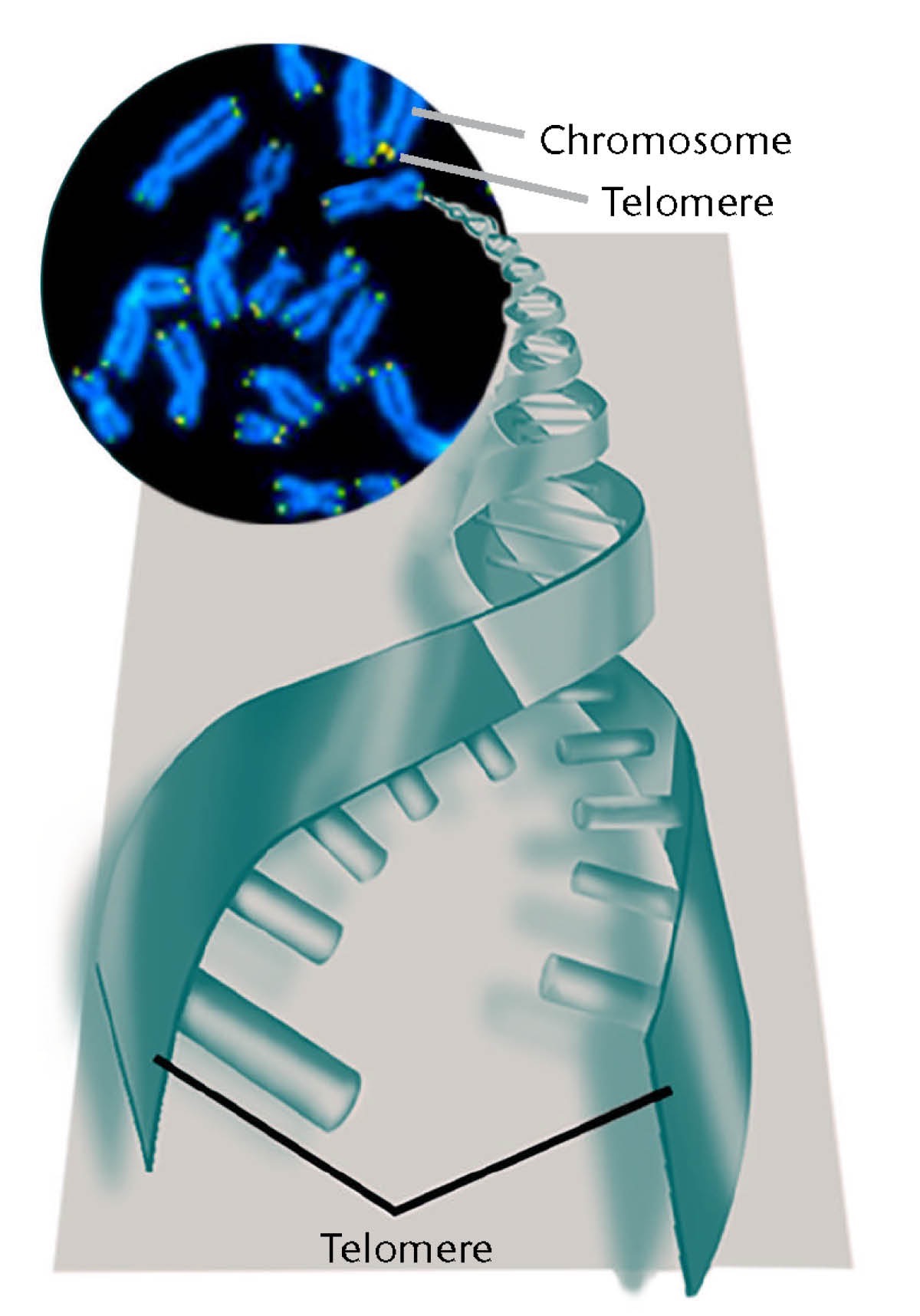 Telomeres and chromosomes