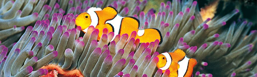 Fish in a coral reef