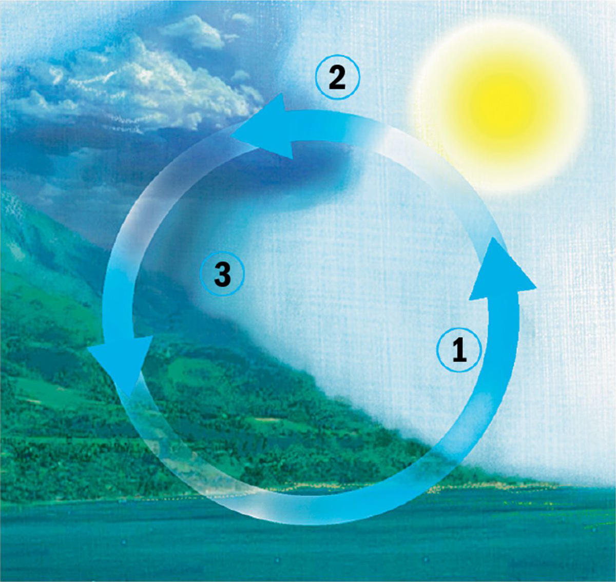 The water cycle