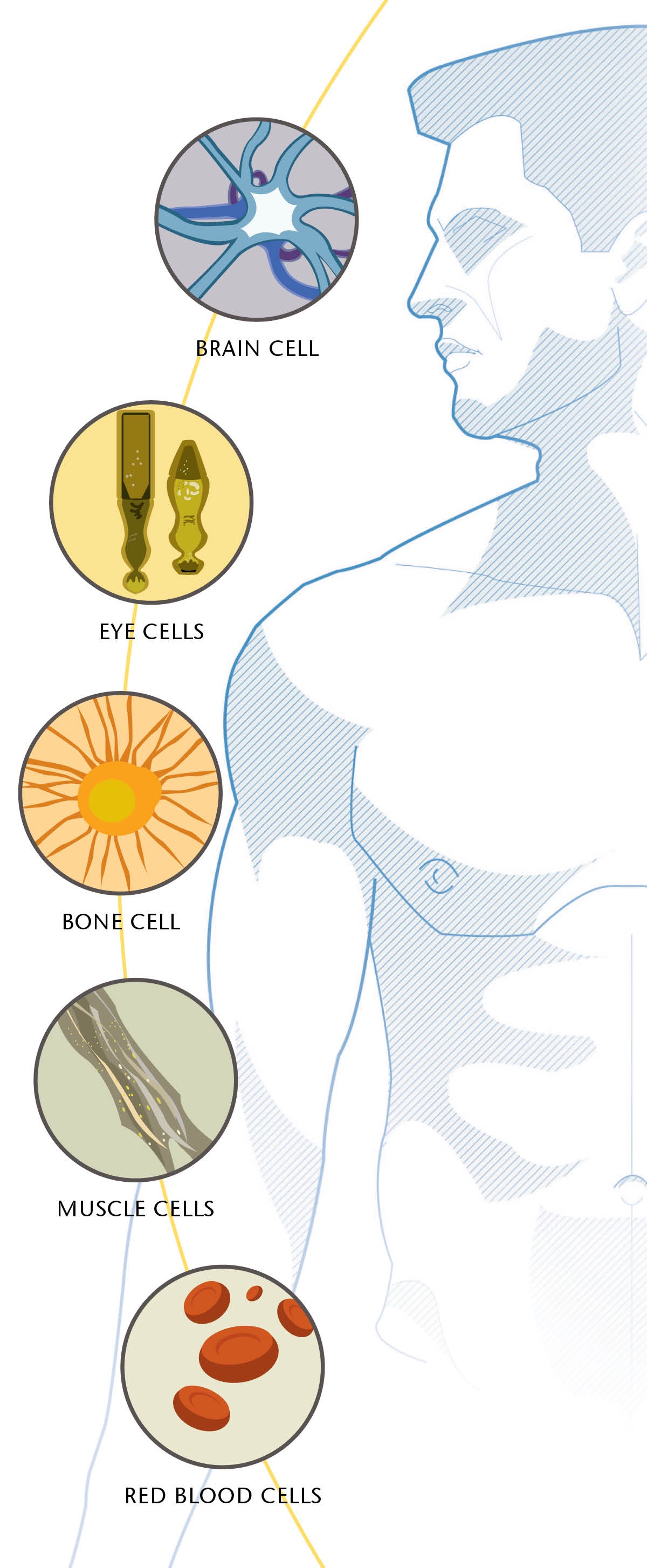 A brain cell, eye cells, a bone cell, muscle cells, and red blood cells