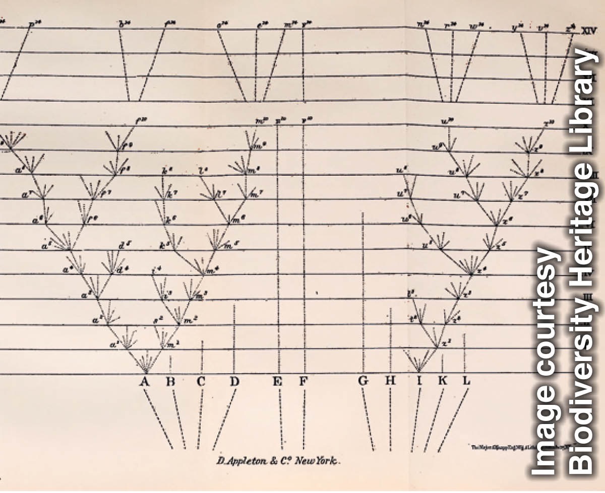 Charles Darwin’s tree of life depicting species with common ancestors