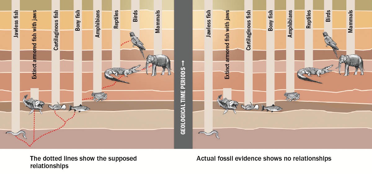 A graph showing supposed relationships between different kinds of animals
