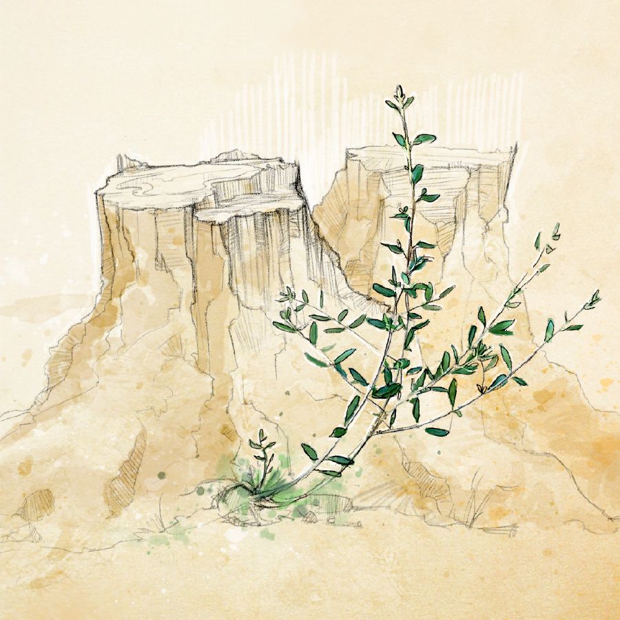 A dry olive tree stump sprouts from its roots