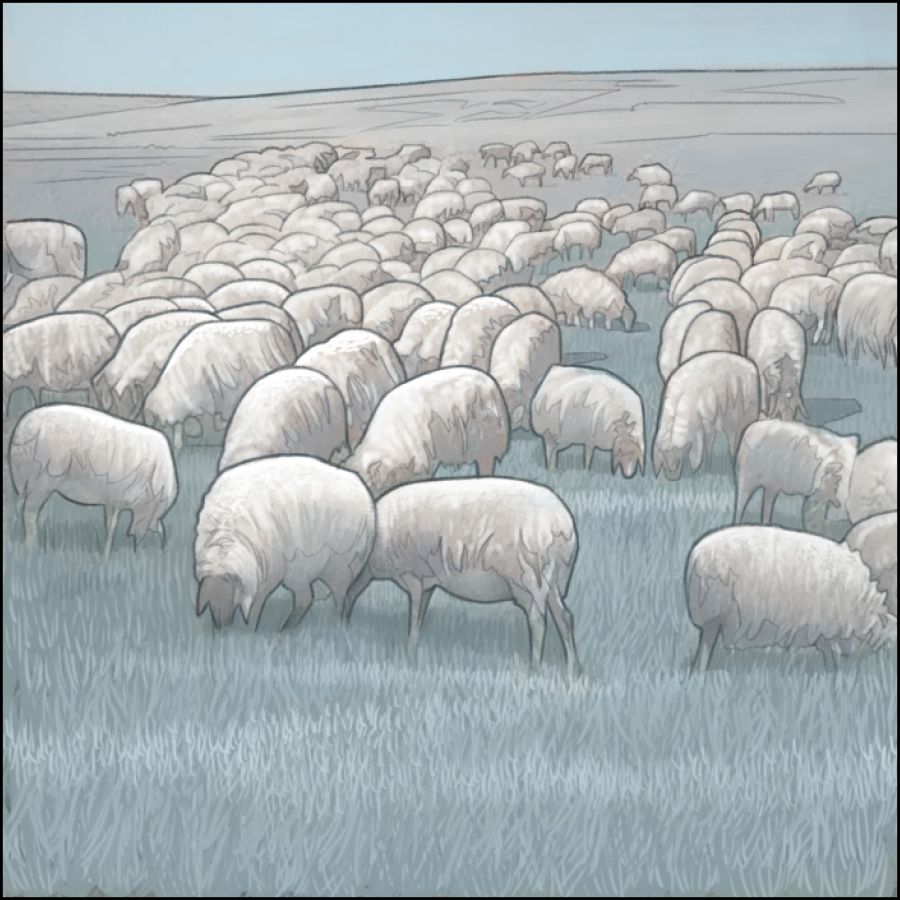 A herd of sheep