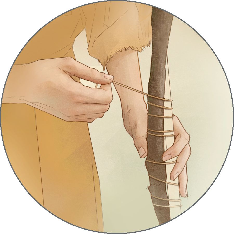 A person ties a twig to a stake