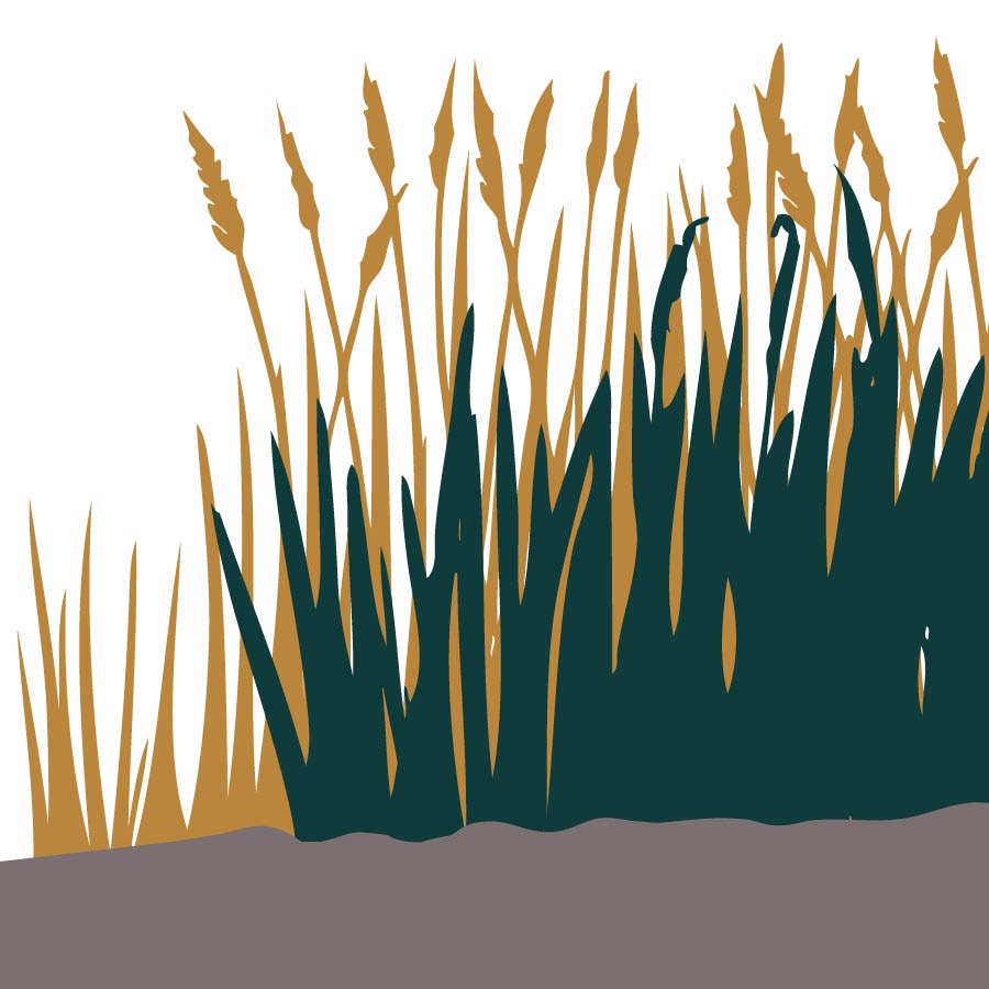 Wheat and weeds growing together