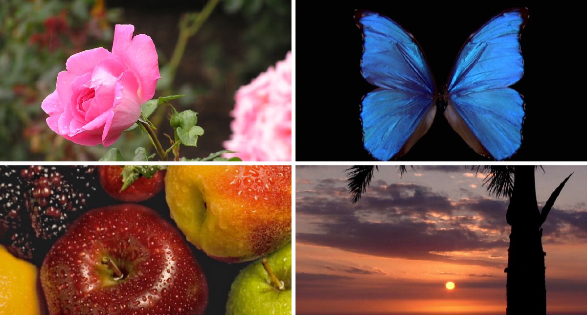 A pink rose, a blue butterfly, fruit of various colors, and the sun on the horizon