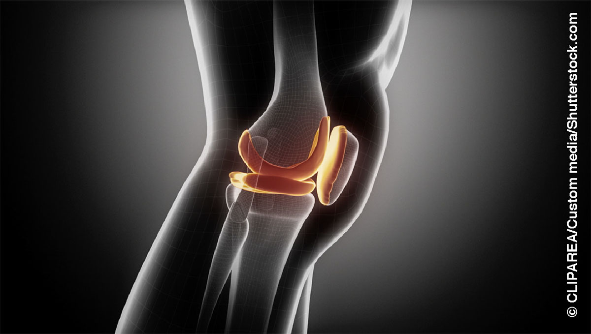 Anatomy of the human knee.