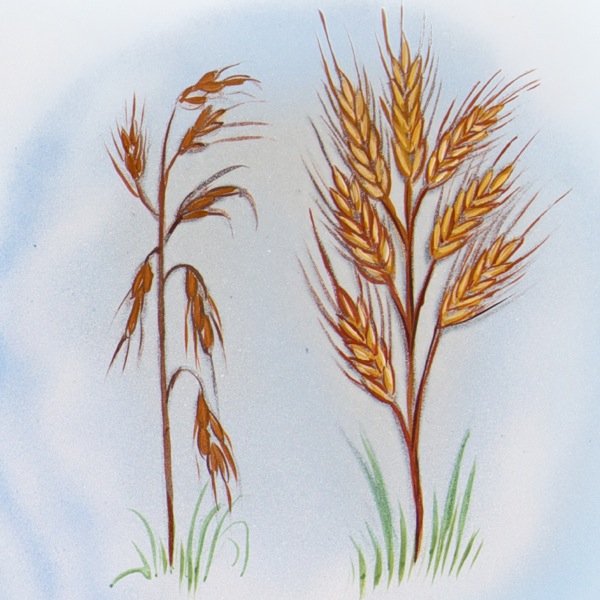 A thin, dried-out head of grain and a full, ripe head of grain