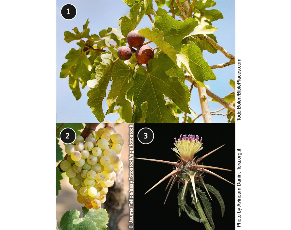 Fig Tree, Grapevine, and Thornbush