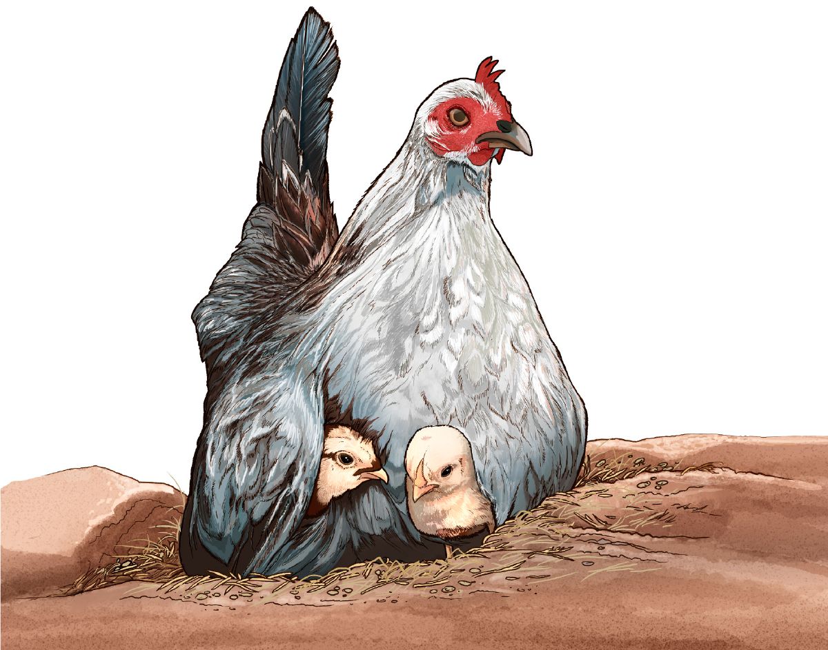 A Hen Gathering Her Chicks