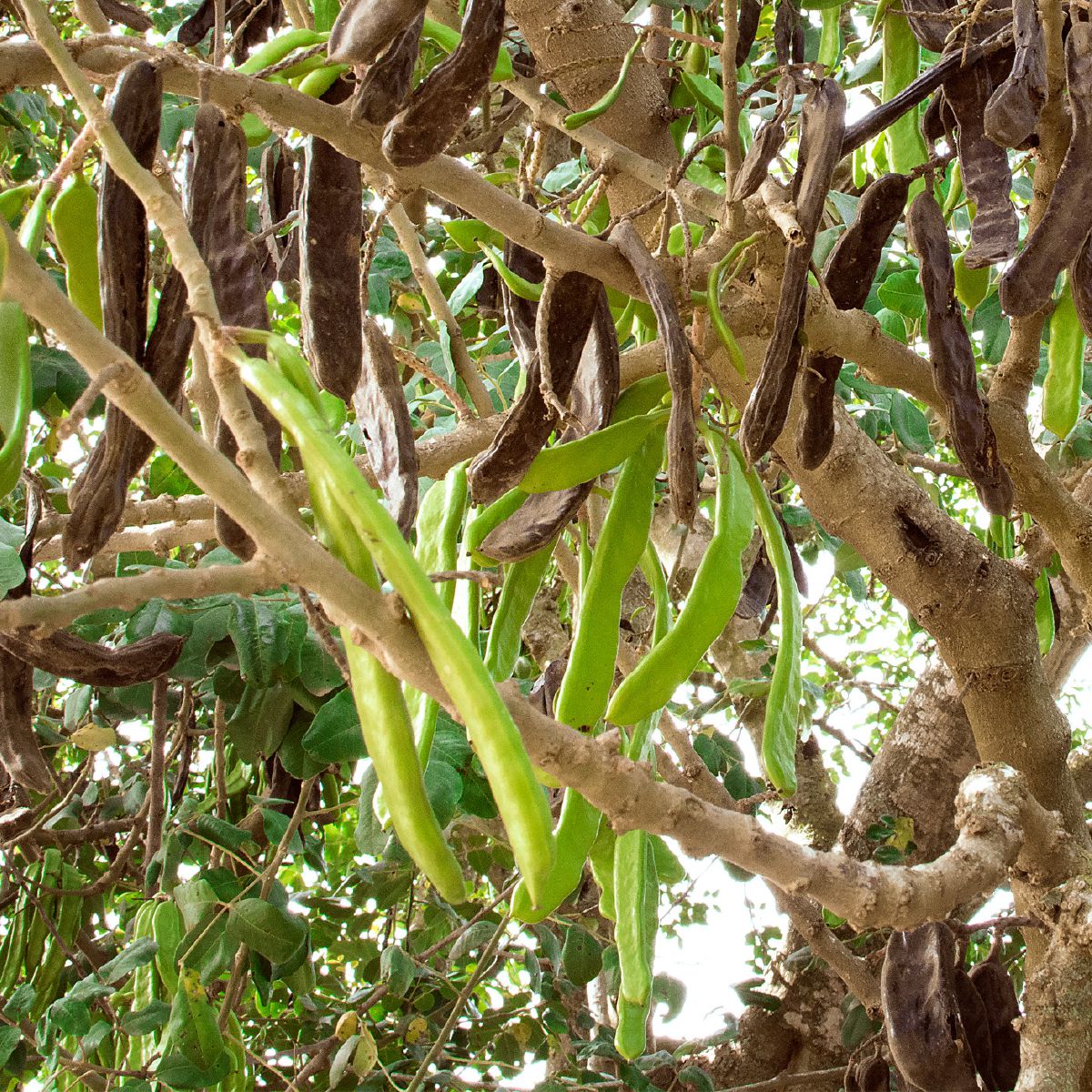 Carob Pods
