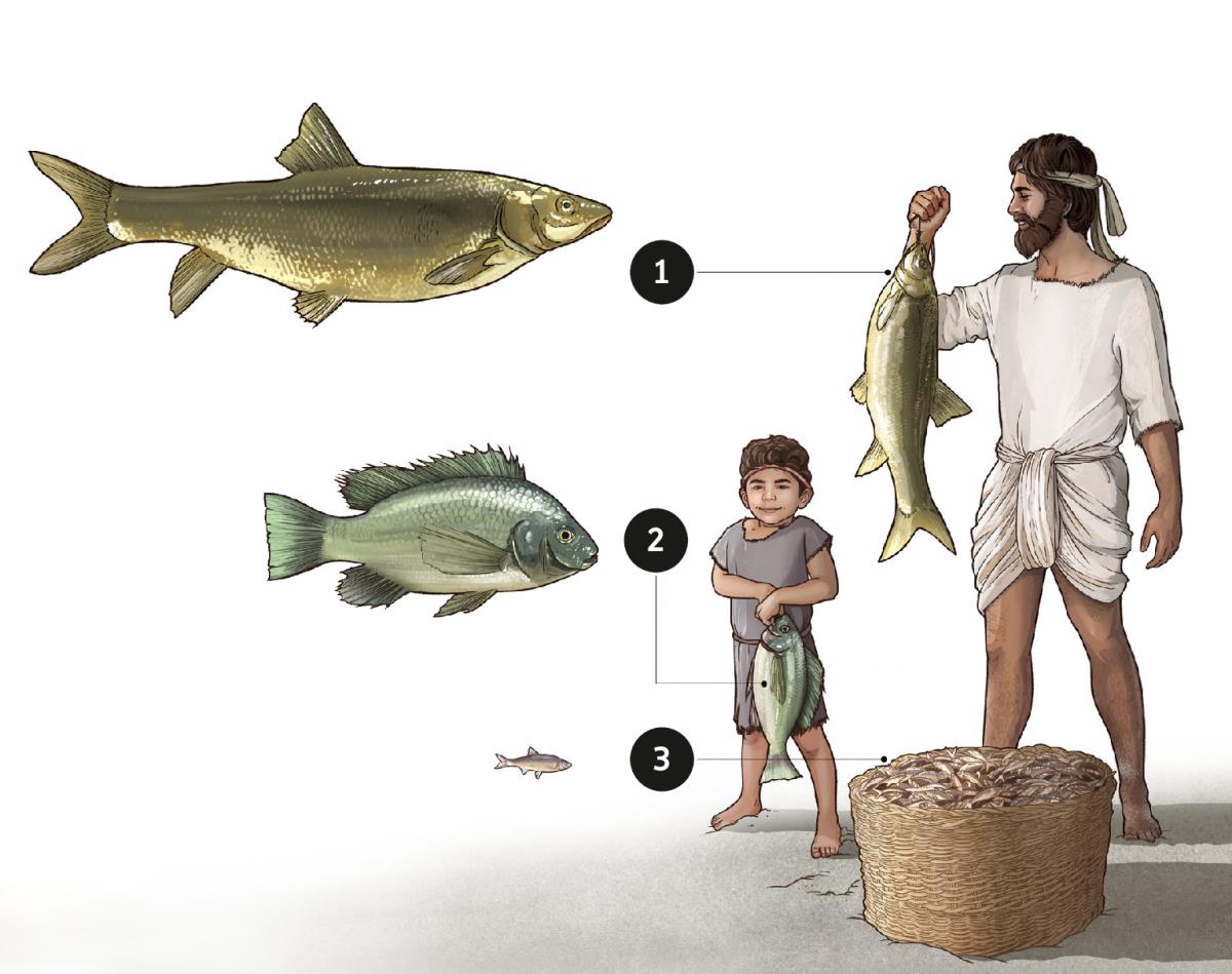 Fish of the Sea of Galilee