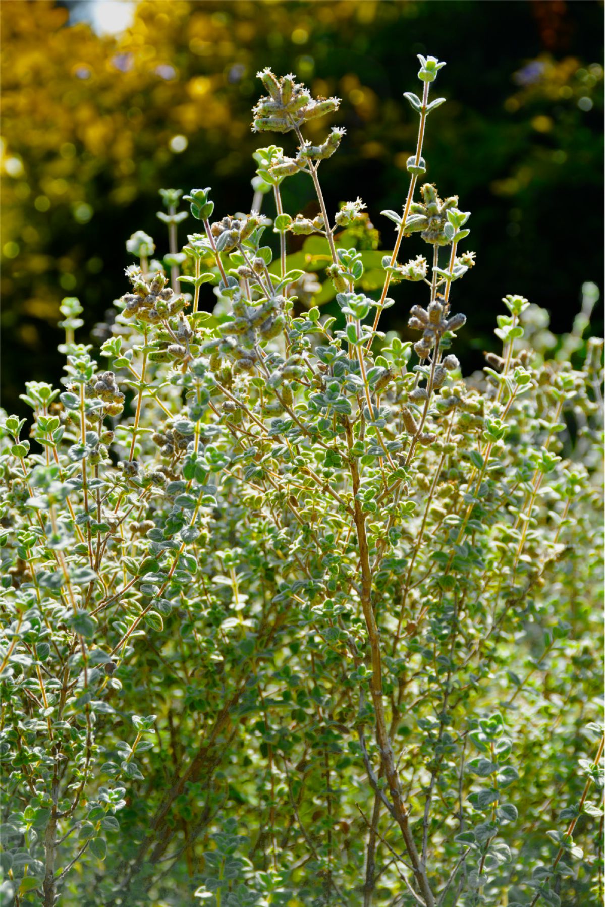 The Hyssop Mentioned in the Bible