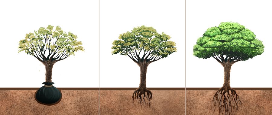 A relocated tree slowly starts to grow new roots