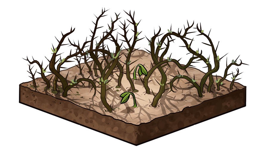 Soil with thorns growing in it.