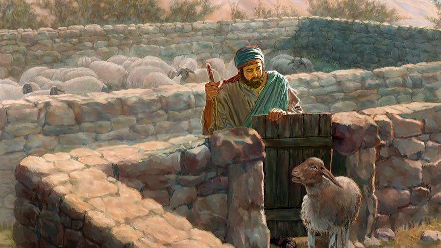 A shepherd approaching a sick sheep that is isolated from the rest of the flock.