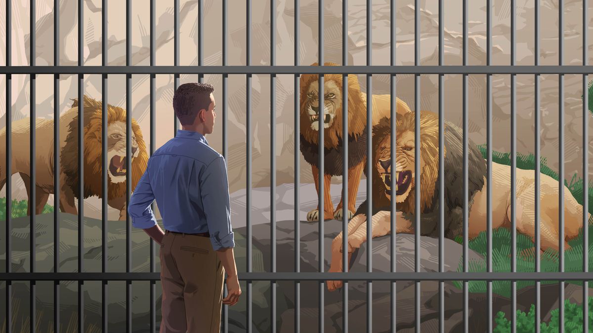 A brother observing caged lions.