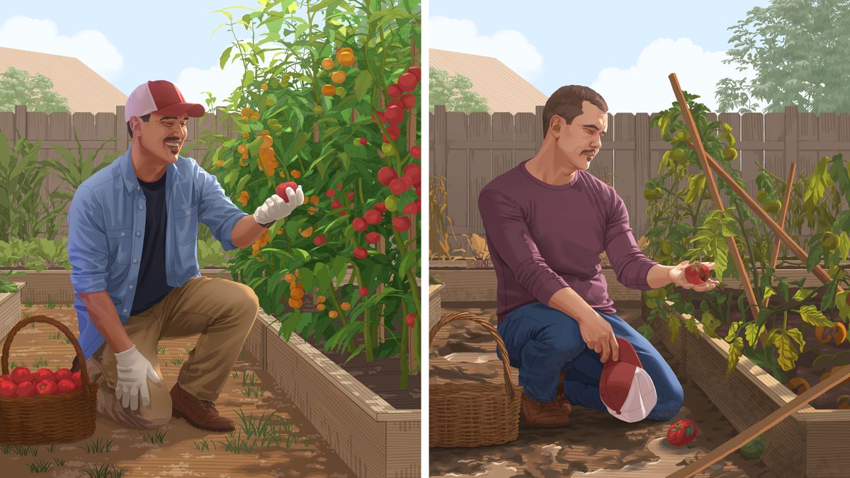 Collage: A man experiencing good days and bad days in his garden. 1. He joyfully harvests healthy tomatoes from his thriving garden. 2. On a different day, he sadly looks at a spoiled tomato from his withering garden.
