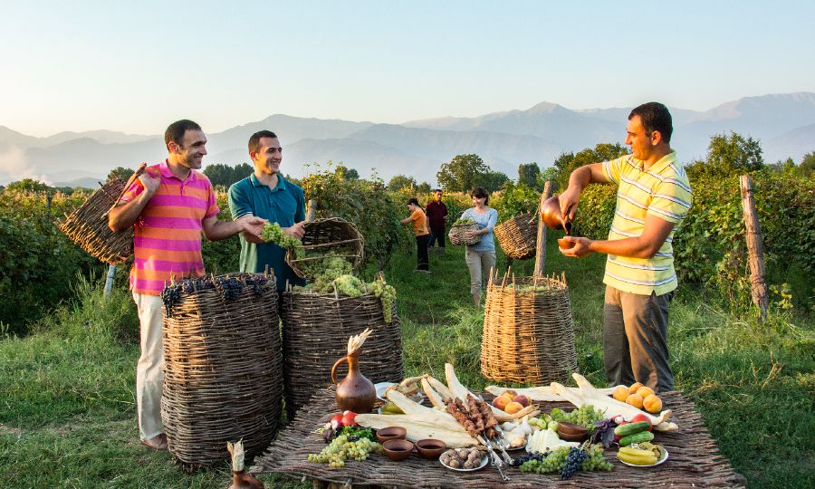 People harvest grapes