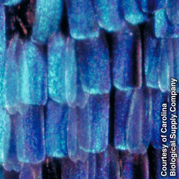 Escamas superpuestas del ala de la mariposa