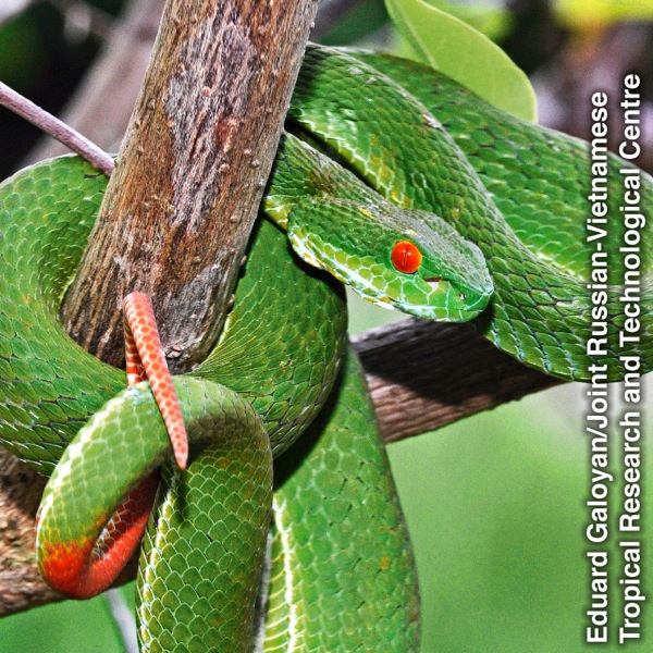 Serpiente enroscada a un árbol