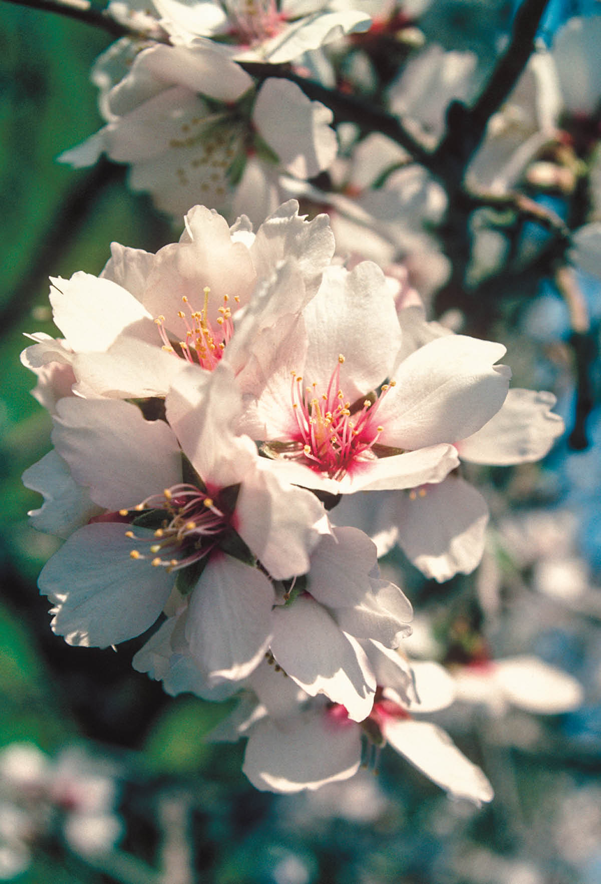 [Ilustración de la página 99]