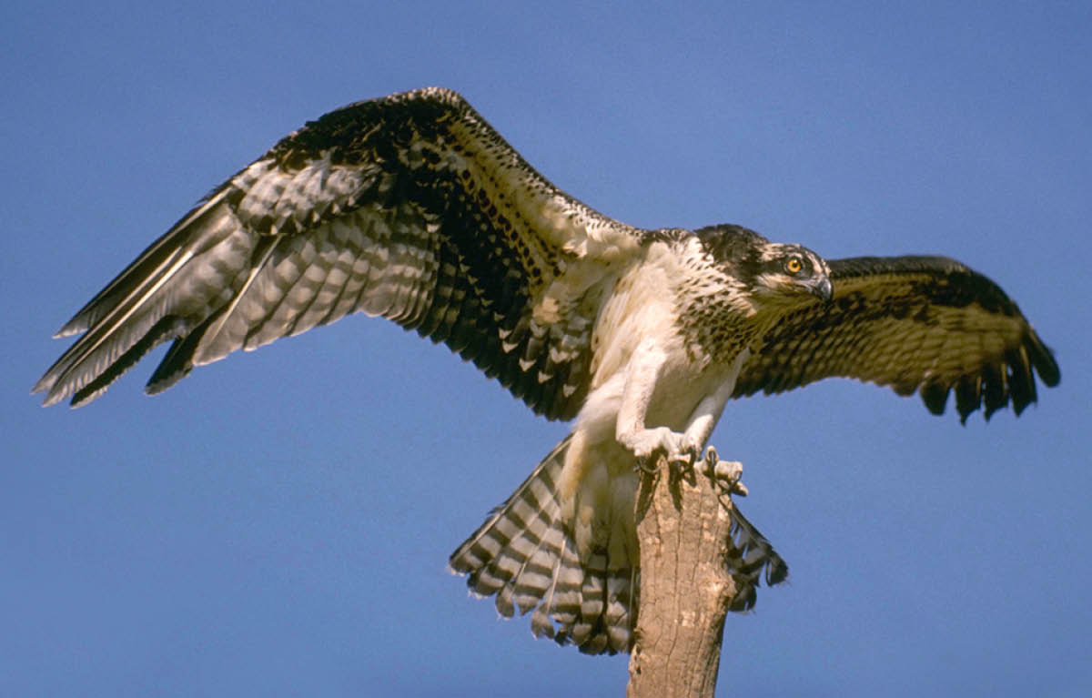 [Ilustración de la página 73]