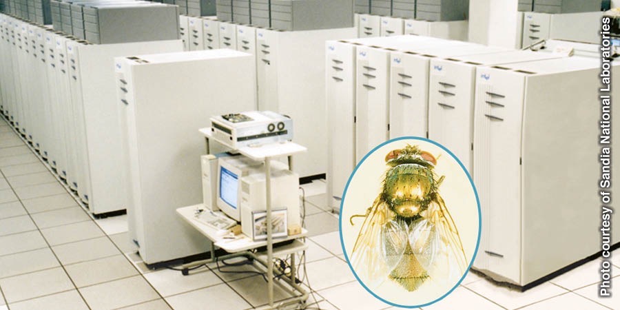 Una red neuronal de computadoras y una mosca