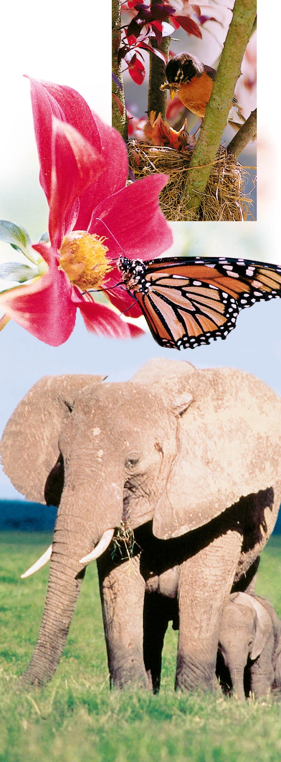 Unos pájaros, una flor, una mariposa y unos elefantes