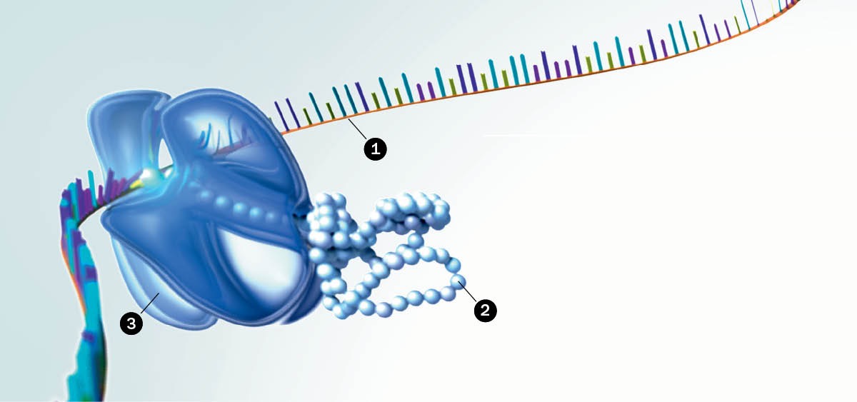ARN, proteínas y ribosomas