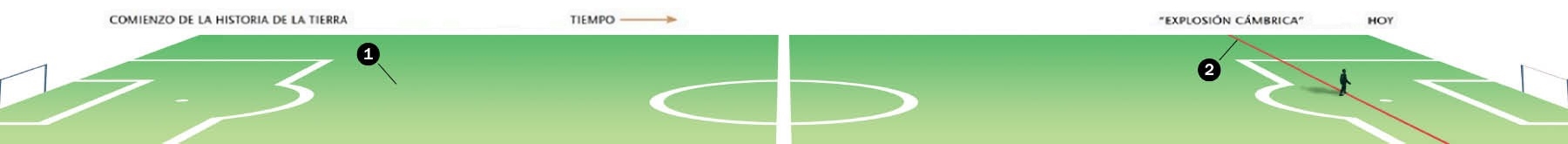 Una línea del tiempo del tamaño de un campo de futbol muestra el comienzo de la historia de la Tierra y el tiempo transcurrido hasta la “explosión cámbrica”.