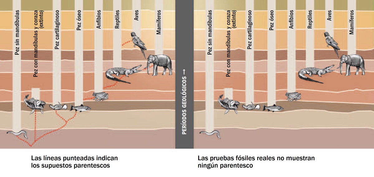 Un gráfico muestra los supuestos parentescos entre diferentes clases de animales