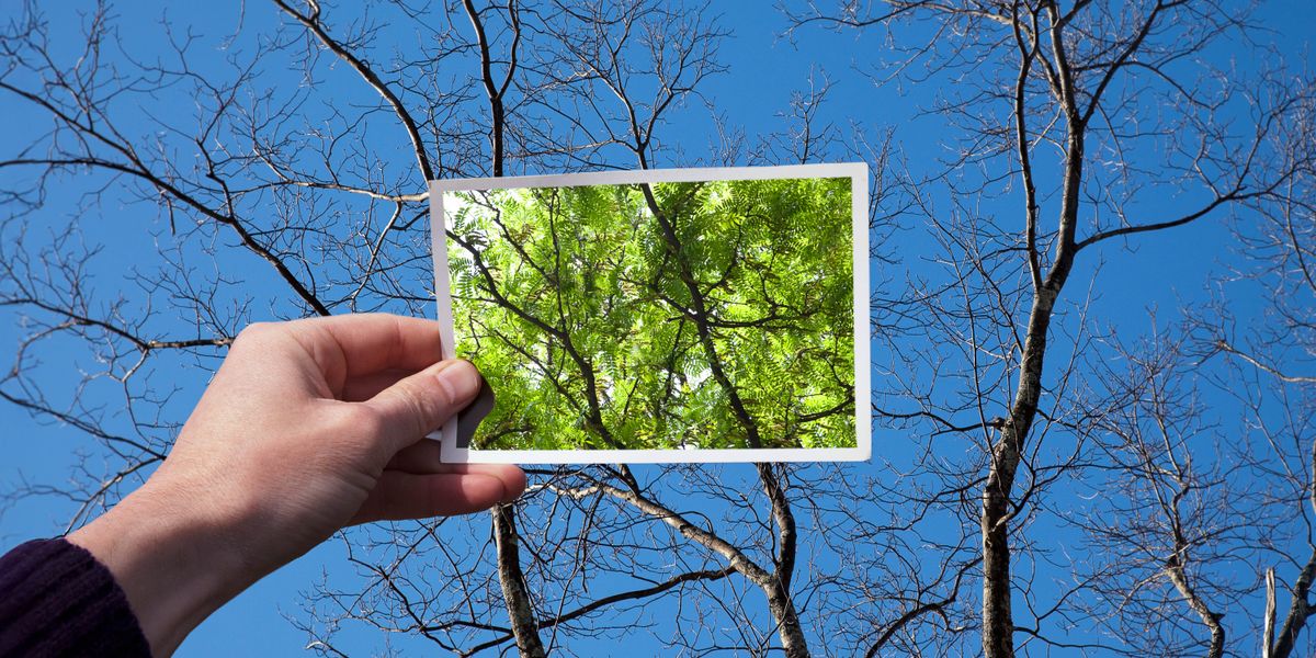 Una persona tiene en la mano la foto de un árbol lleno de hojas y la compara con el árbol sin hojas que tiene frente a ella.