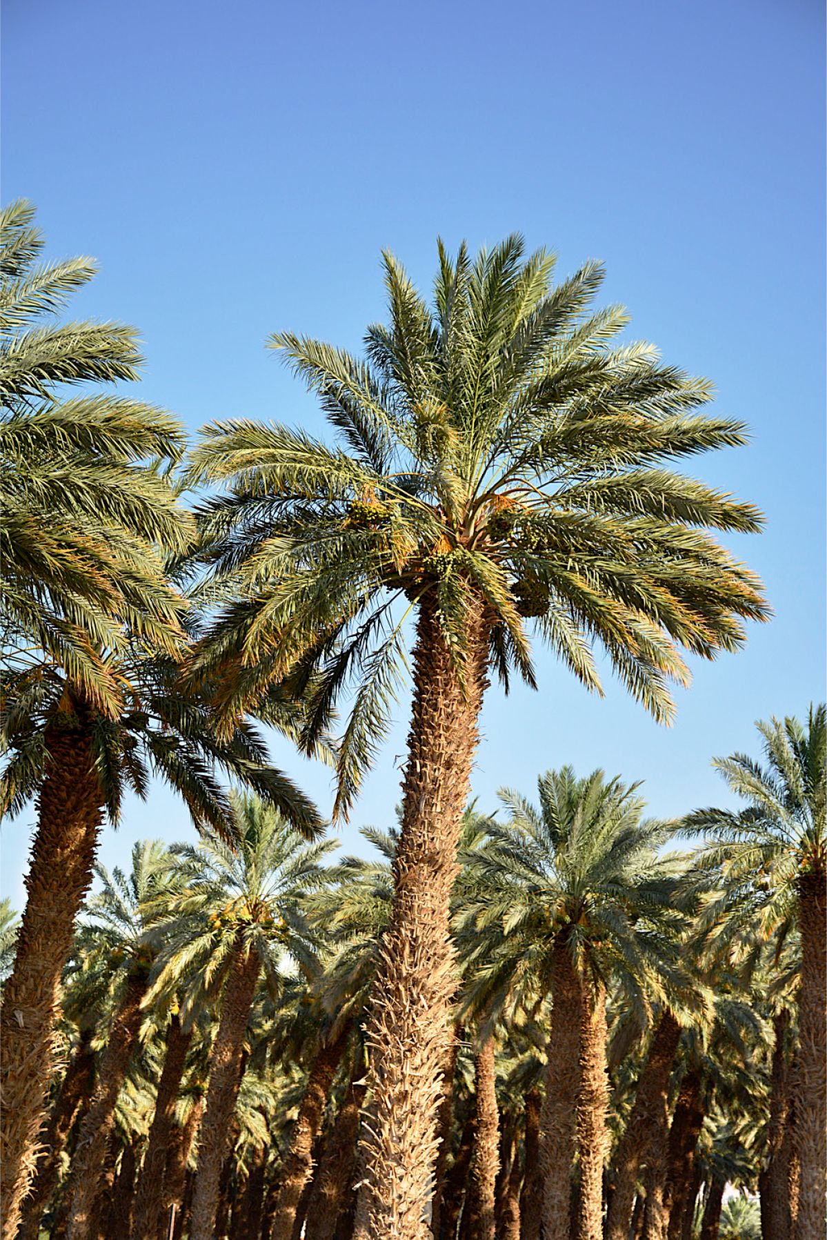 Palmera