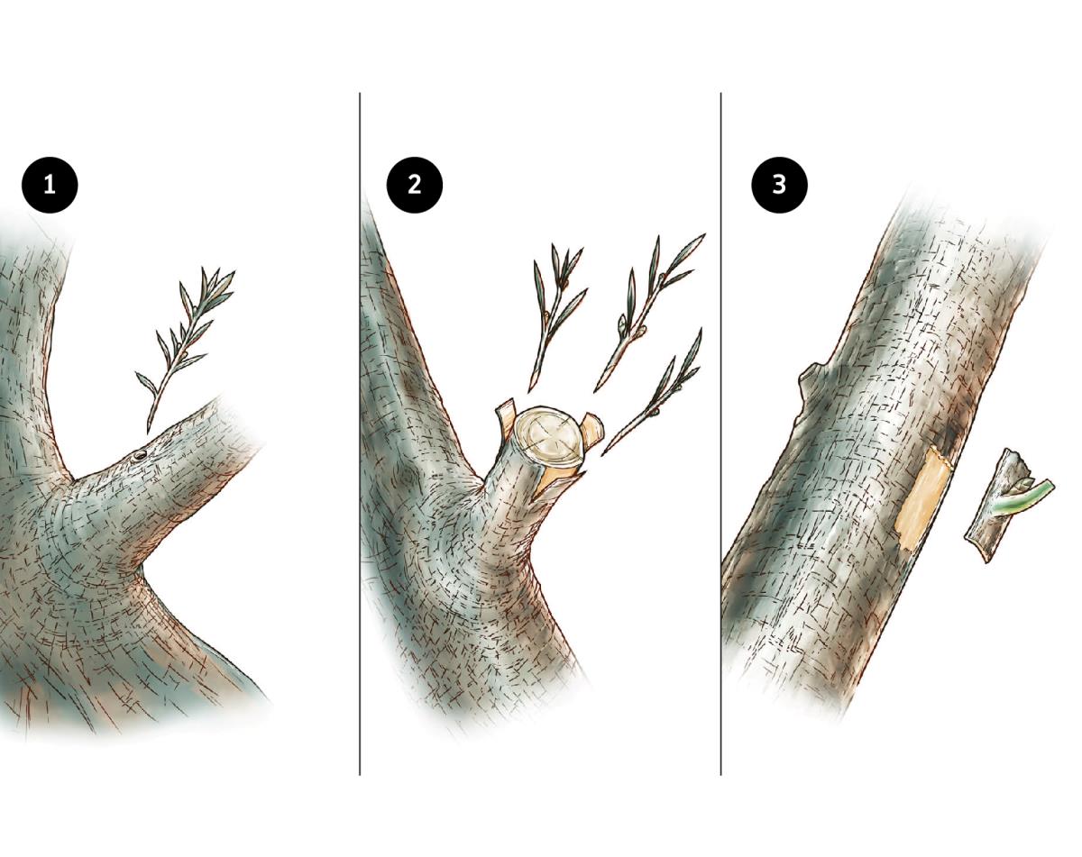 Injertar una rama de olivo