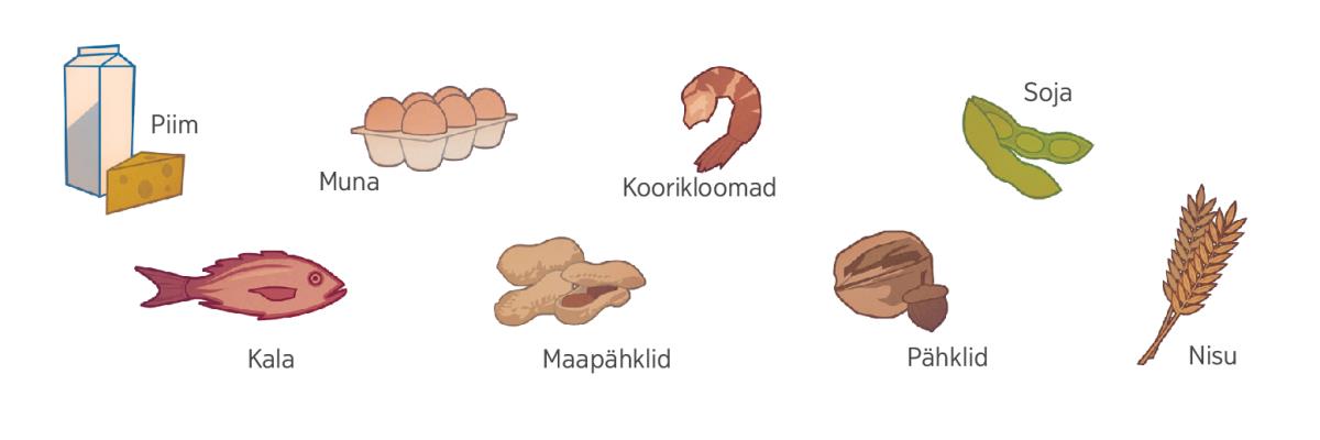 Piim, munad, koorikloomad, soja, kala, maapähklid, pähklid ja nisu
