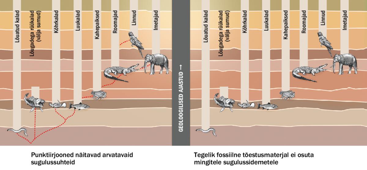 Oletatavad sugulussuhted loomarühmade vahel
