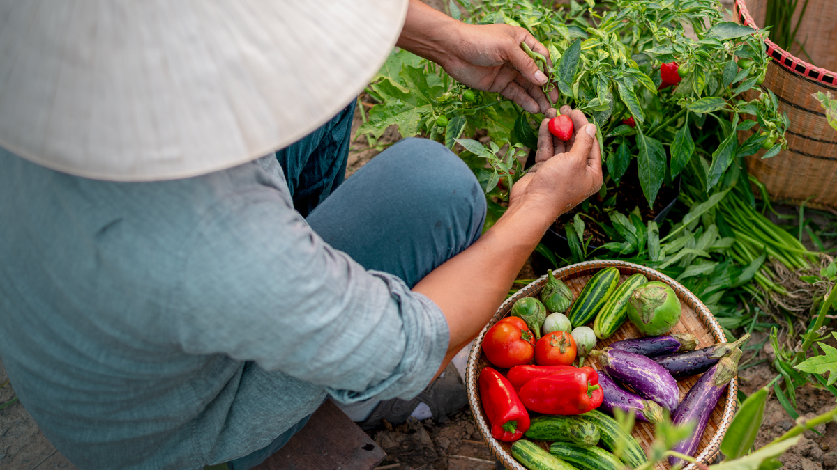 مردی سبزیجات مختلف در باغچه‌اش می‌کارد.‏