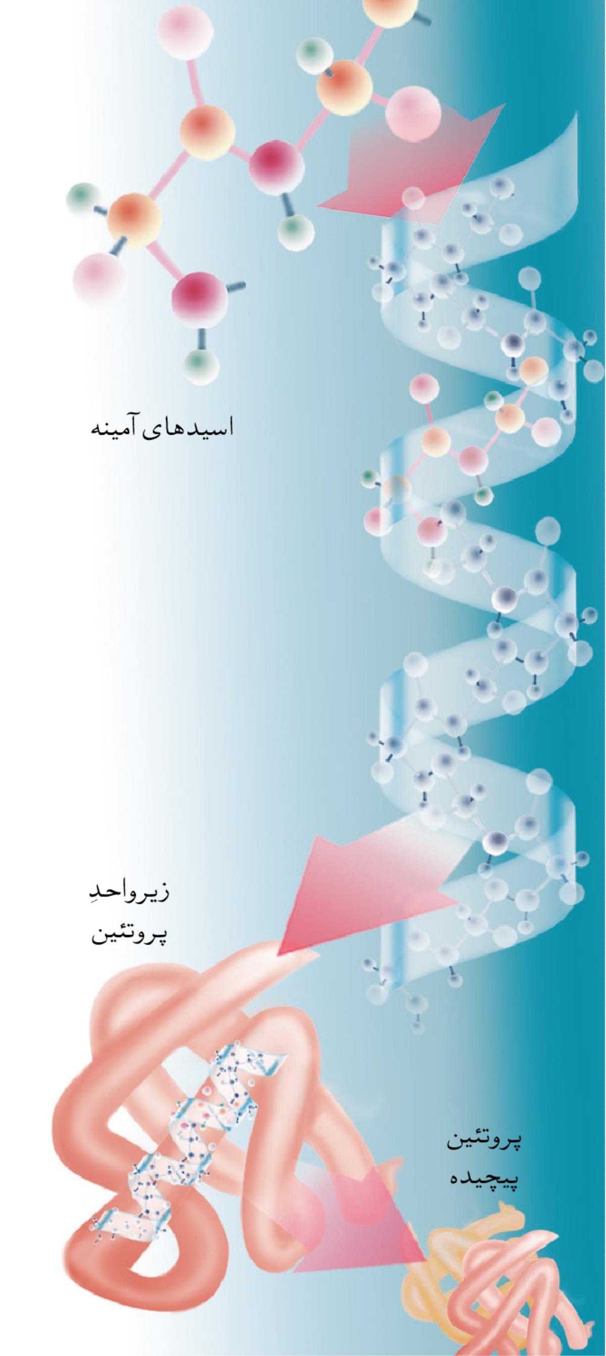 قسمتی از يک پروتئين