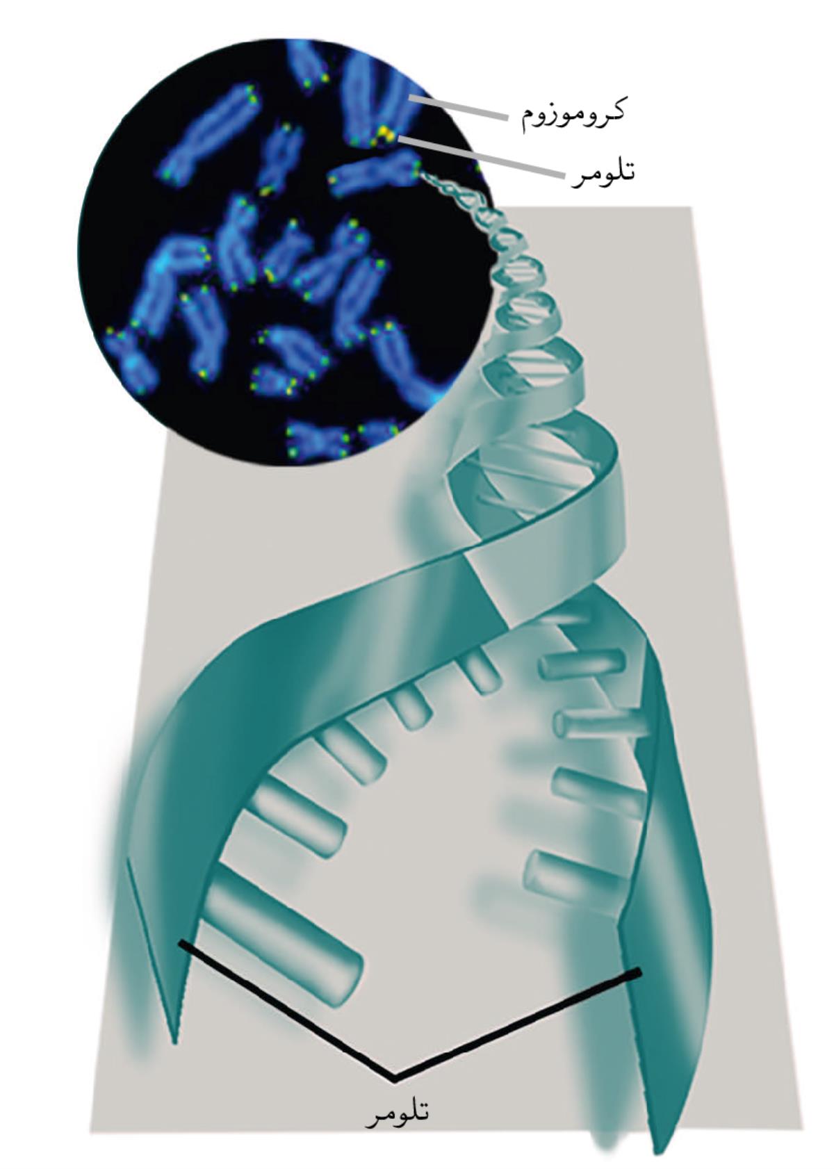 تلومرها و كروموزوم‌ها